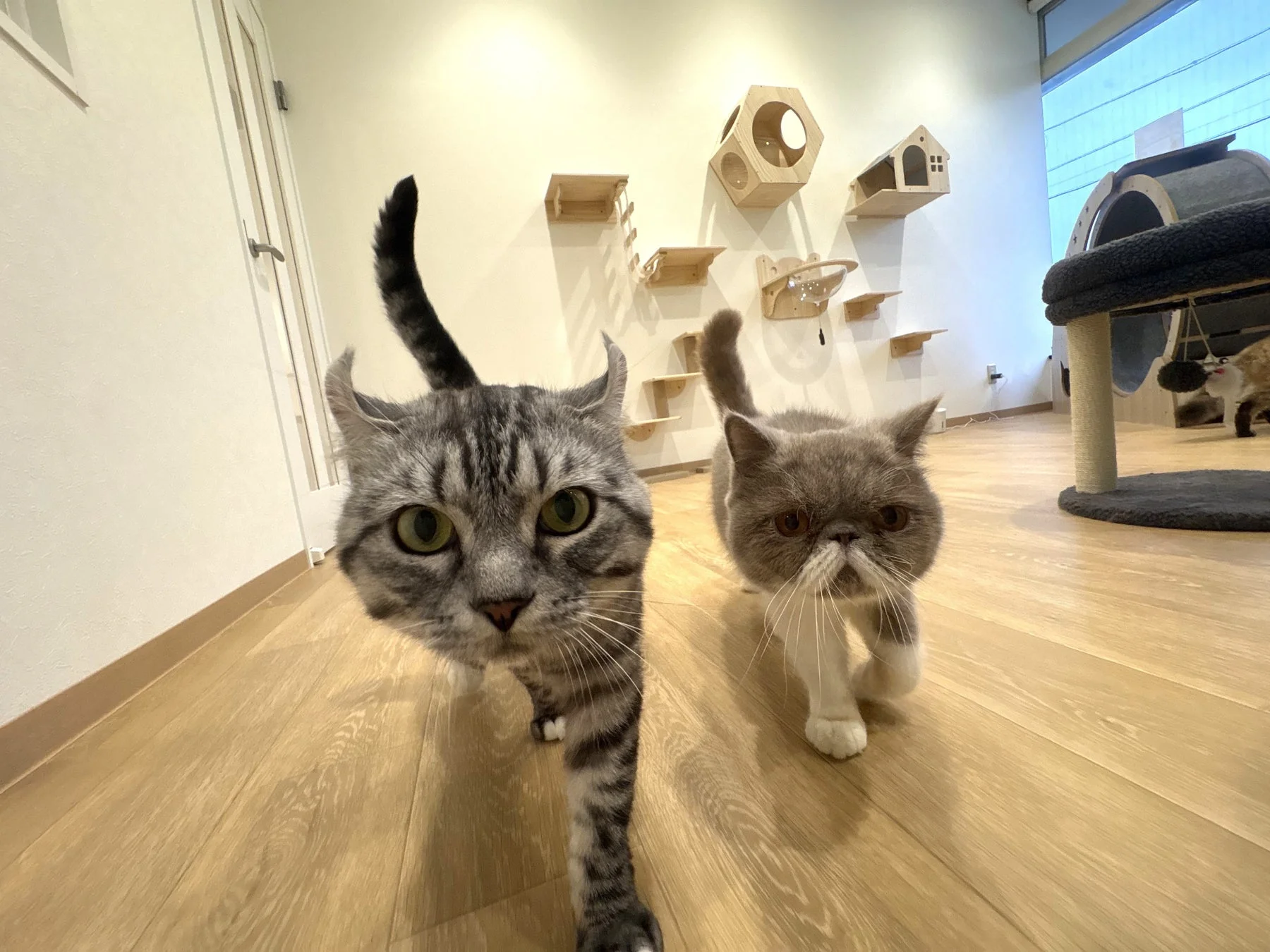 猫たちが歩いてくる様子