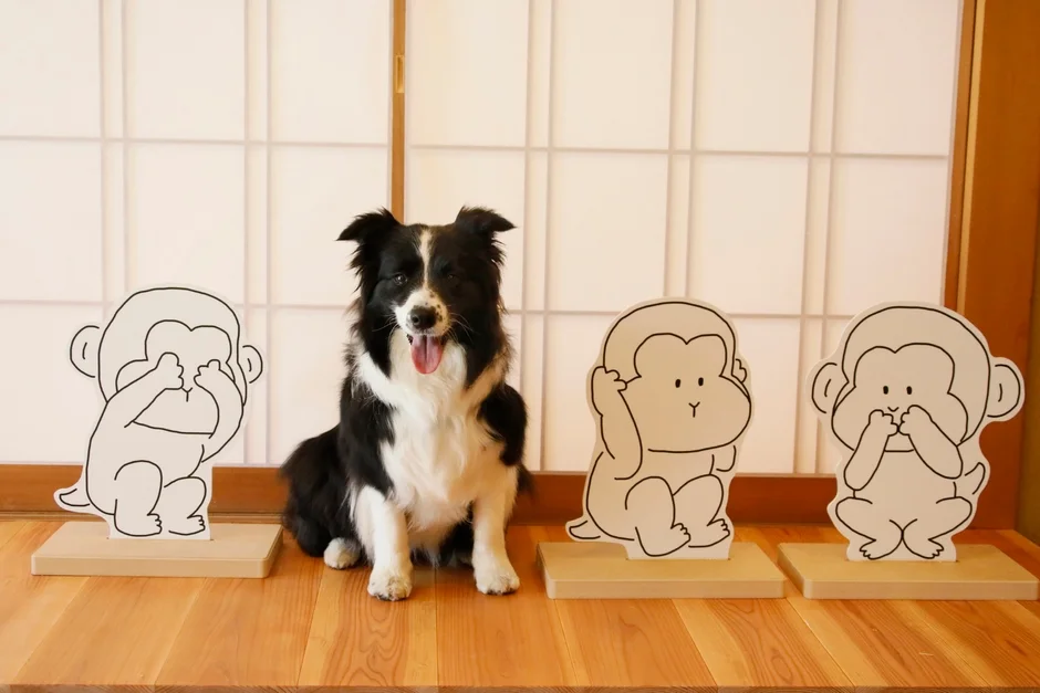 和室で三猿パネルに囲まれるボーダーコリー