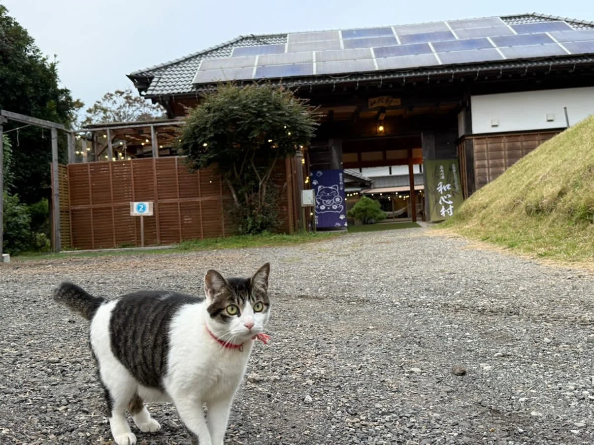 猫と和風建築