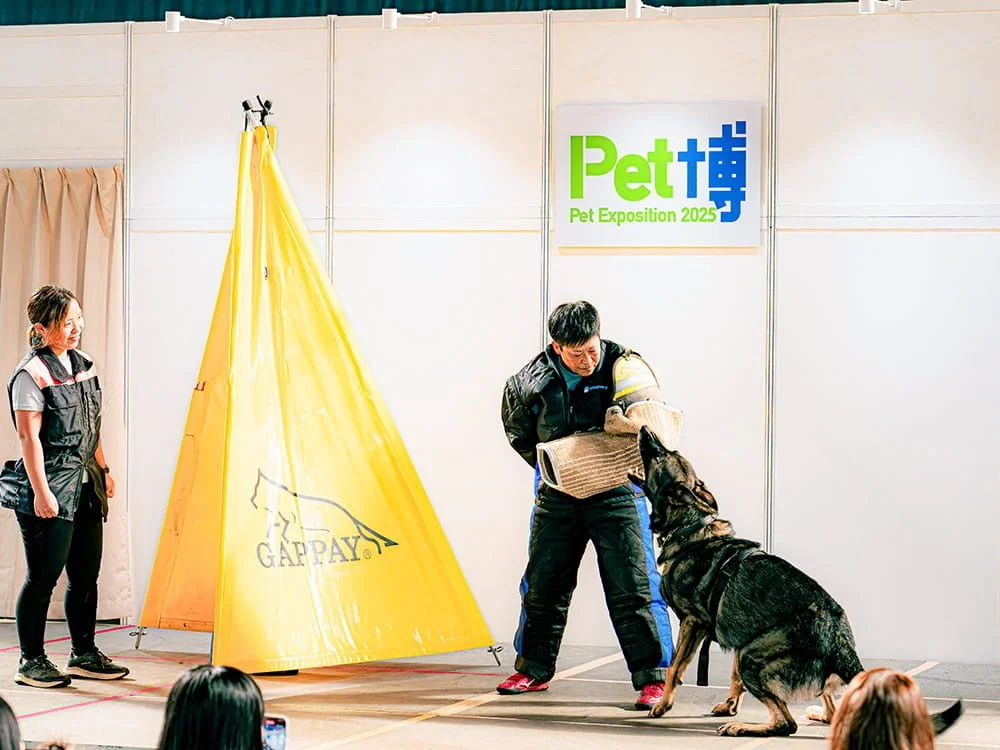 訓練中の大型犬と訓練士