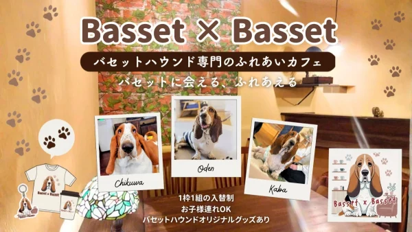 【愛知・豊橋市】7月25日（土）グランドオープン！バセットハウンドふれあいカフェ「Basset×Basset」で最高の癒しを体験しよう！