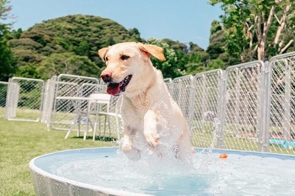 夏季限定プール