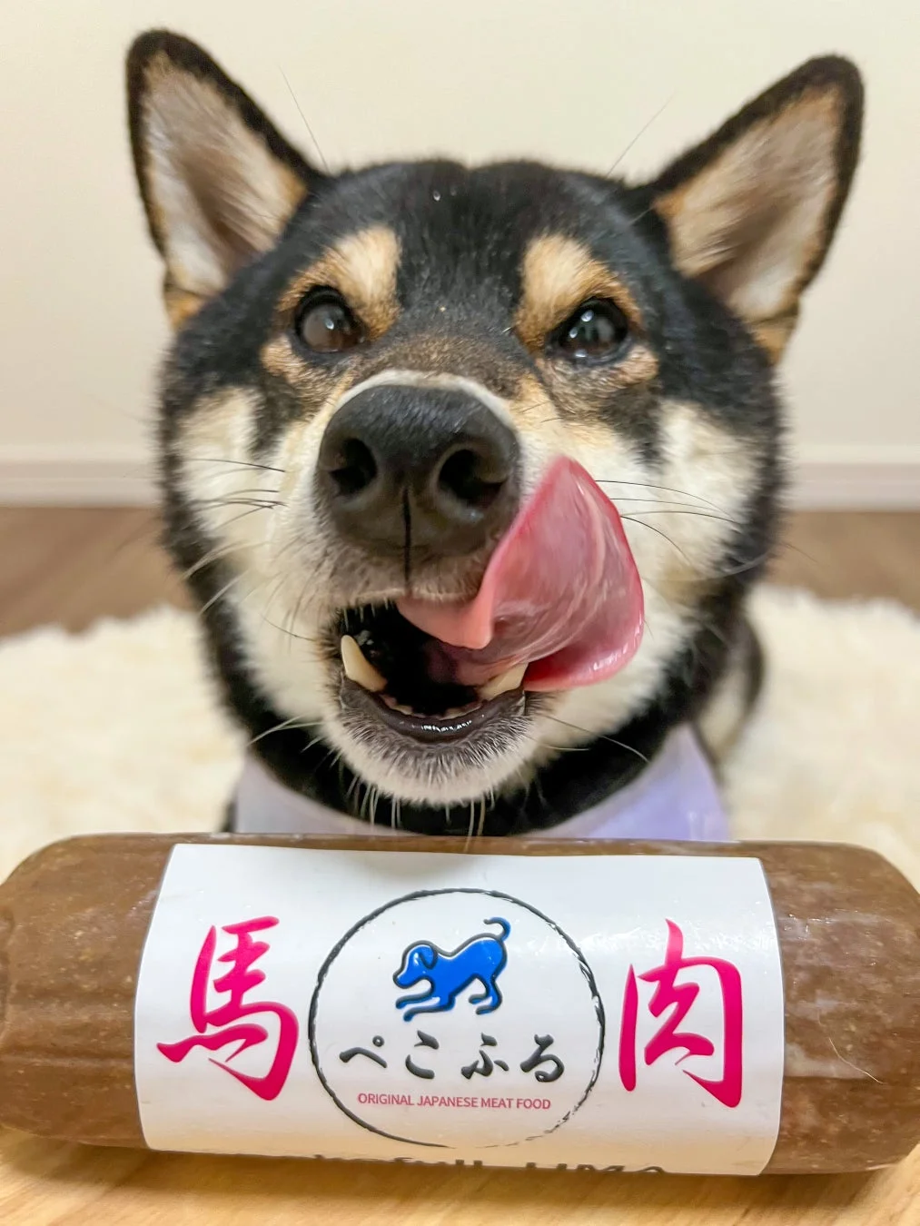 馬肉のドッグフードに舌なめずりする黒柴犬