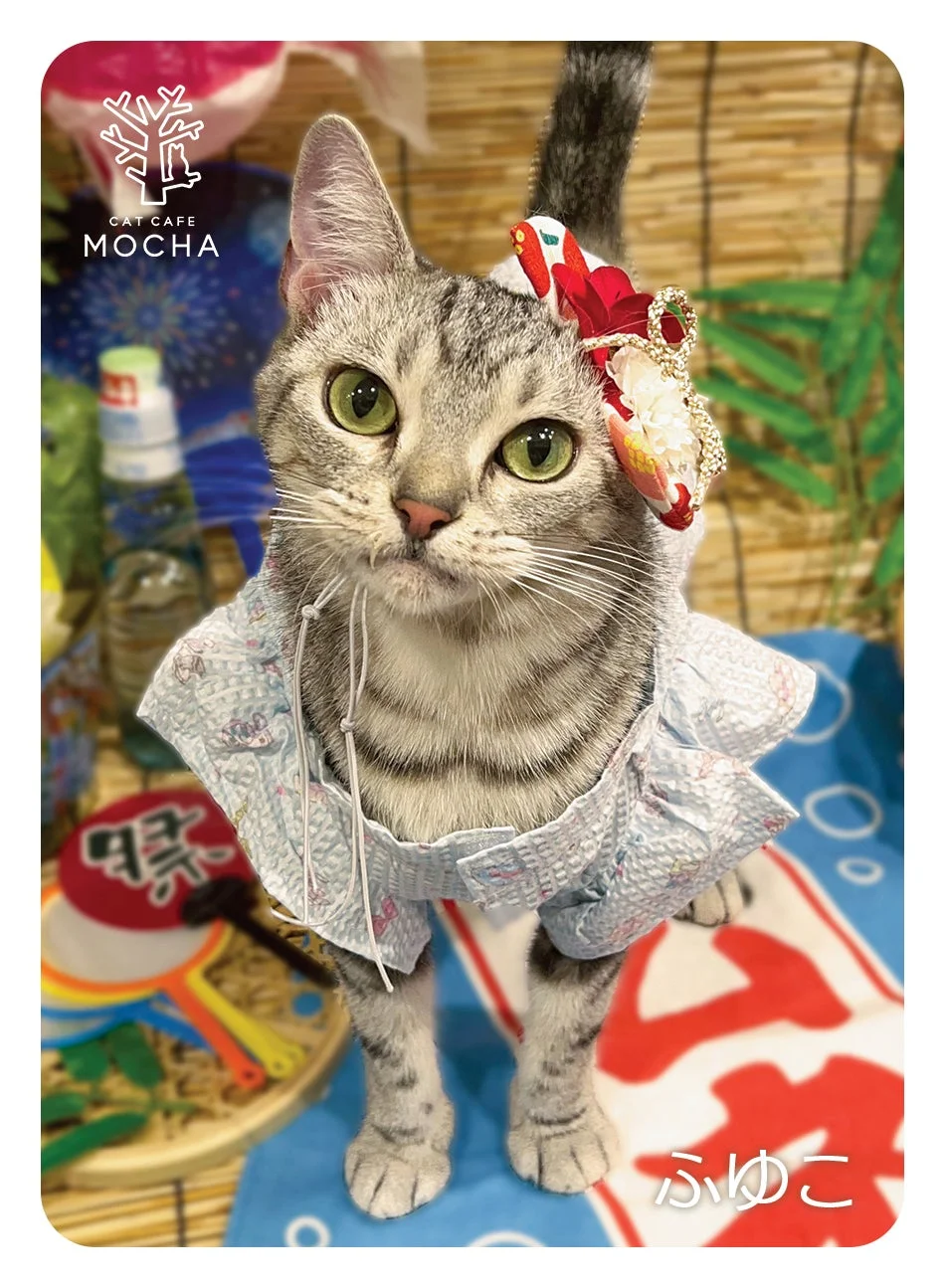 夏祭り背景のサバトラ猫「ふゆこ」