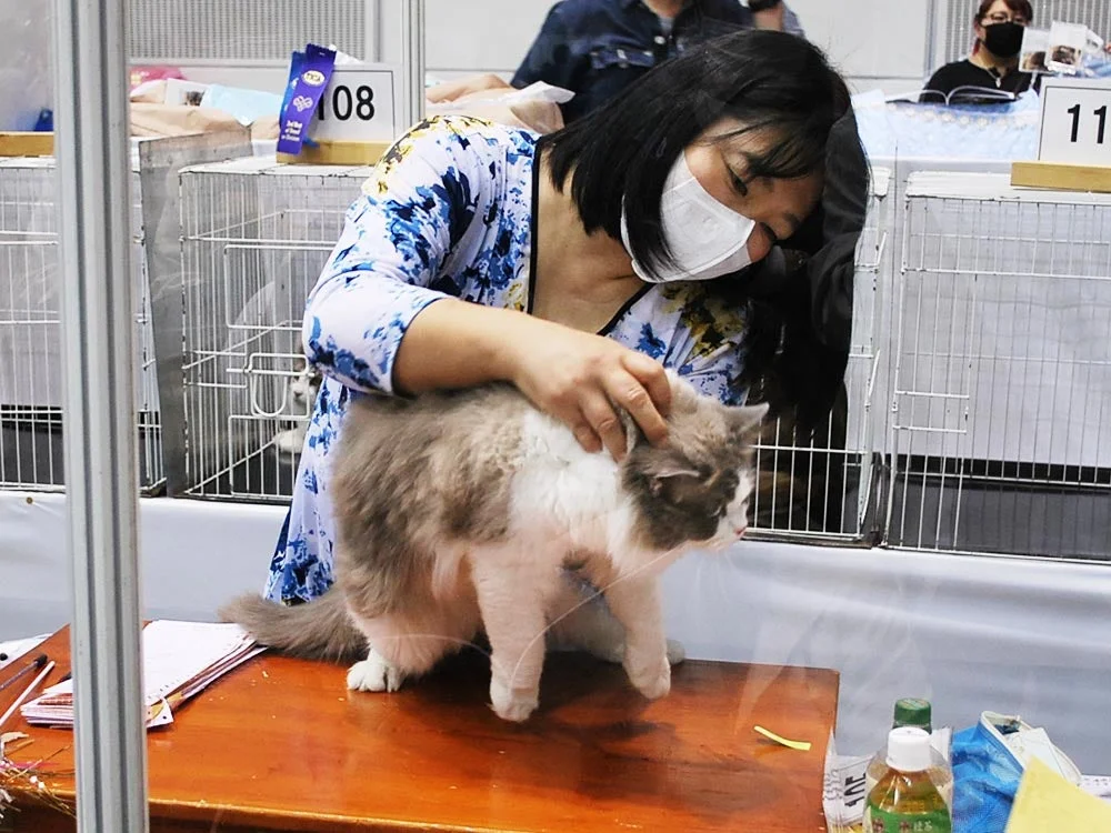 キャットショーで猫を撫でる女性