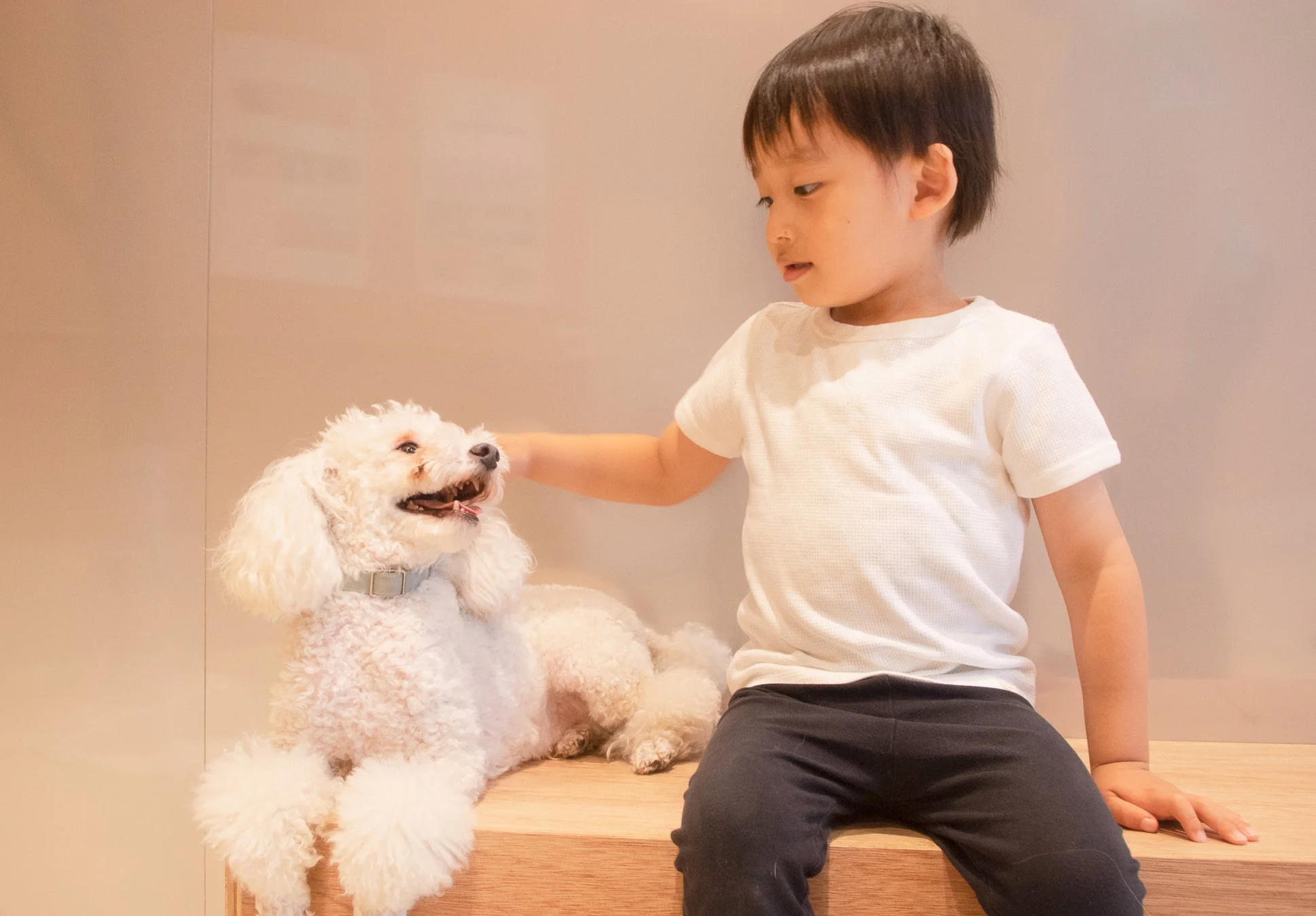 男の子と白いプードルの触れ合い