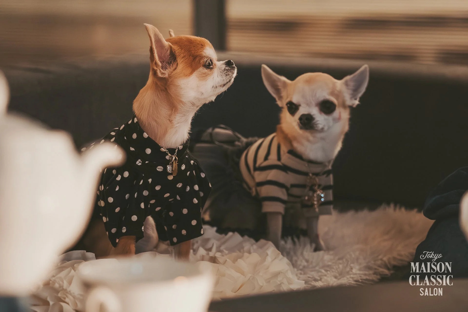 愛犬と過ごす特別な夜！高輪ゲートウェイ駅「MAISON CLASSIC SALON」で『DOG TERRACE NIGHT vol.2』が開催決定！