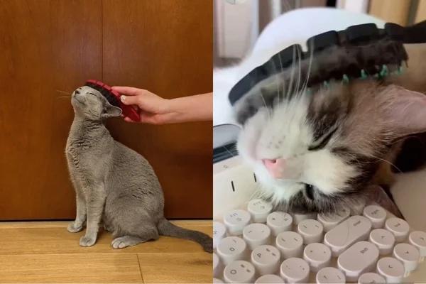 猫がブラッシングを楽しんでいる様子2