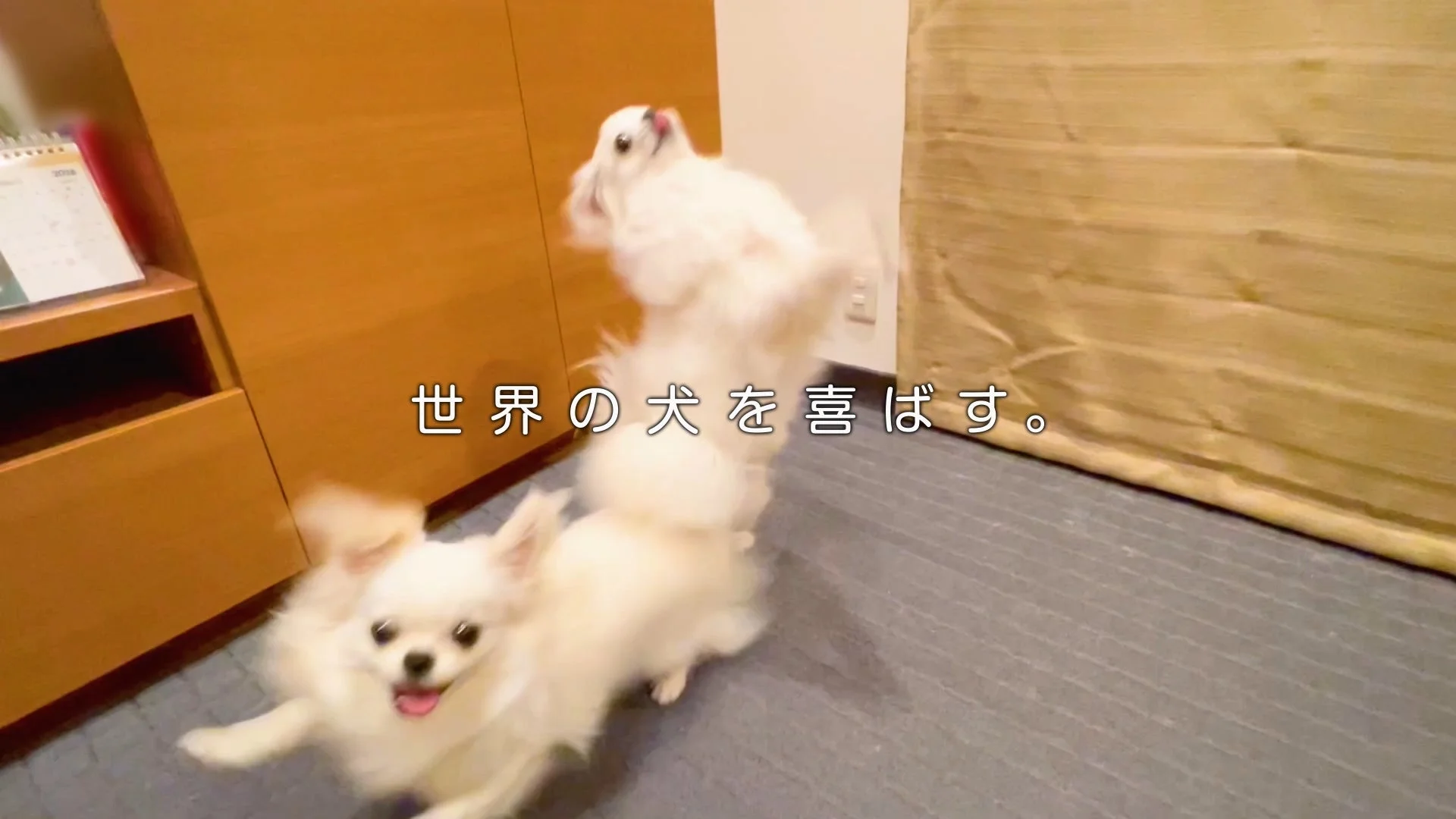 元気なわんちゃんたち