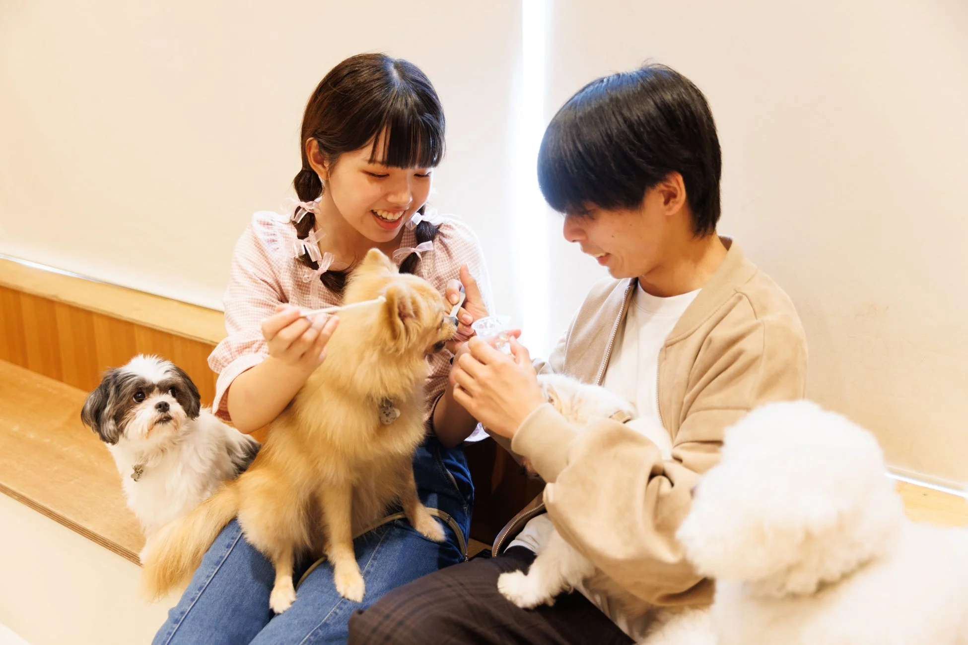 カップルと複数の小型犬の触れ合い