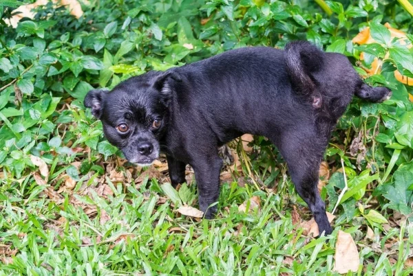 愛犬のマーキング、みんなはどうしてる？36.50%の飼い主が困った経験あり！【コノコトトモニ調査】
