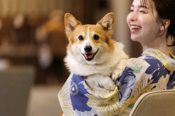 わんちゃん大はしゃぎ間違いなし！わんわんリゾートの屋内ドッグランが全施設でパワーアップ！