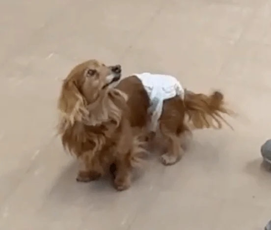 もう一度、愛犬と心が通じ合う喜びを！聞こえにくいワンちゃんのための「魔法の首輪」が誕生！