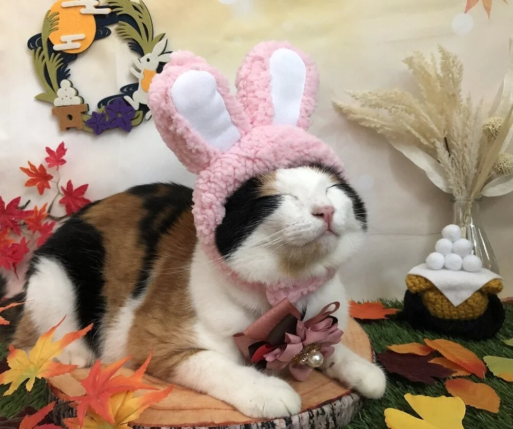 ピンクのうさぎの帽子とスカーフを身につけた三毛猫