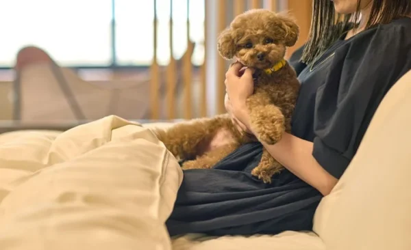 愛犬との奈良旅がもっと楽しく！ANDO HOTEL 奈良若草山に3室限定「ドッグルーム」登場