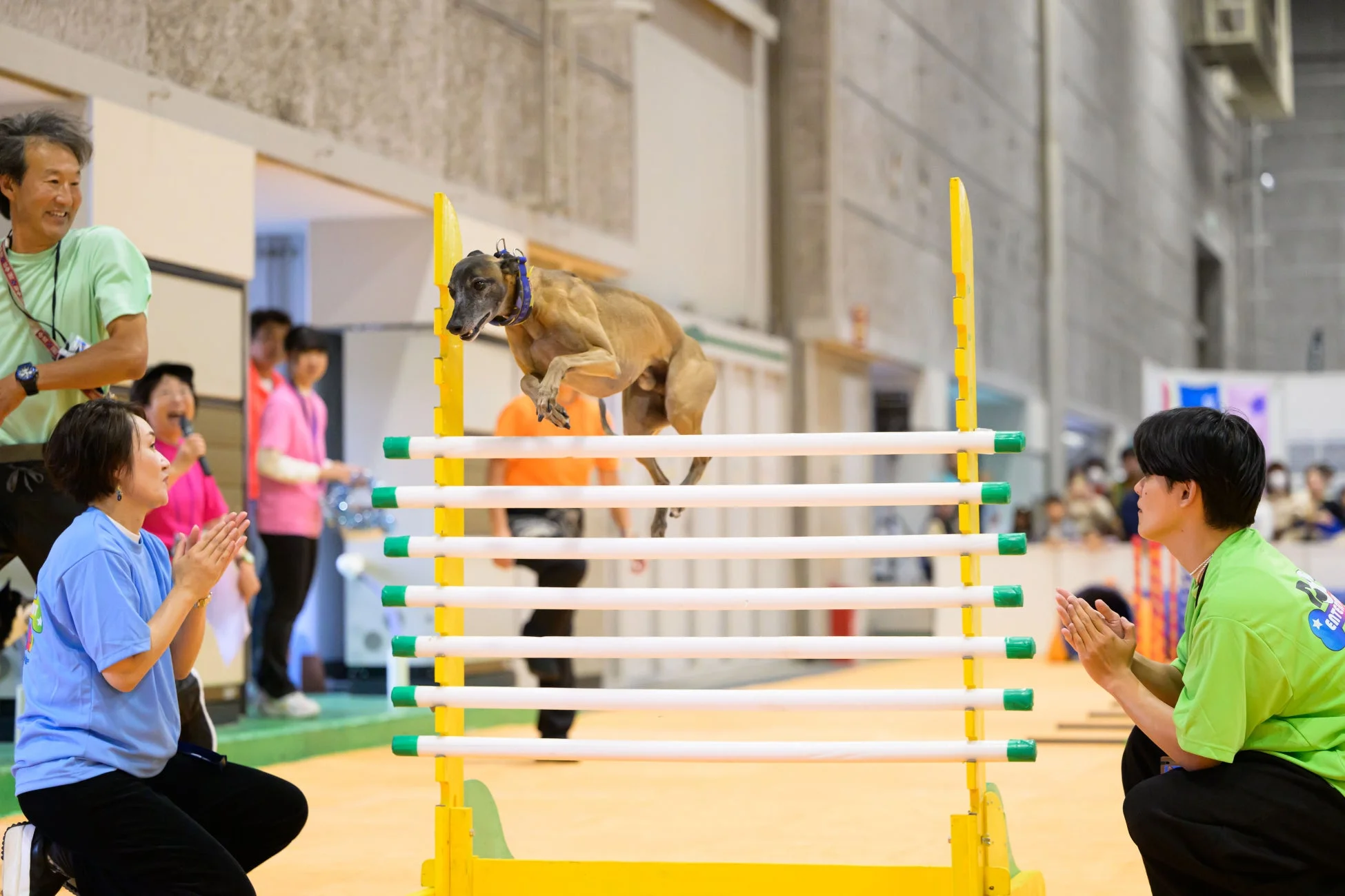 犬がハードルを飛び越えるアジリティ競技会
