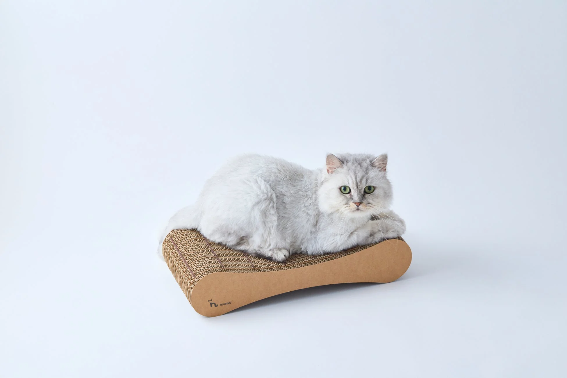 爪とぎでくつろぐ白い猫
