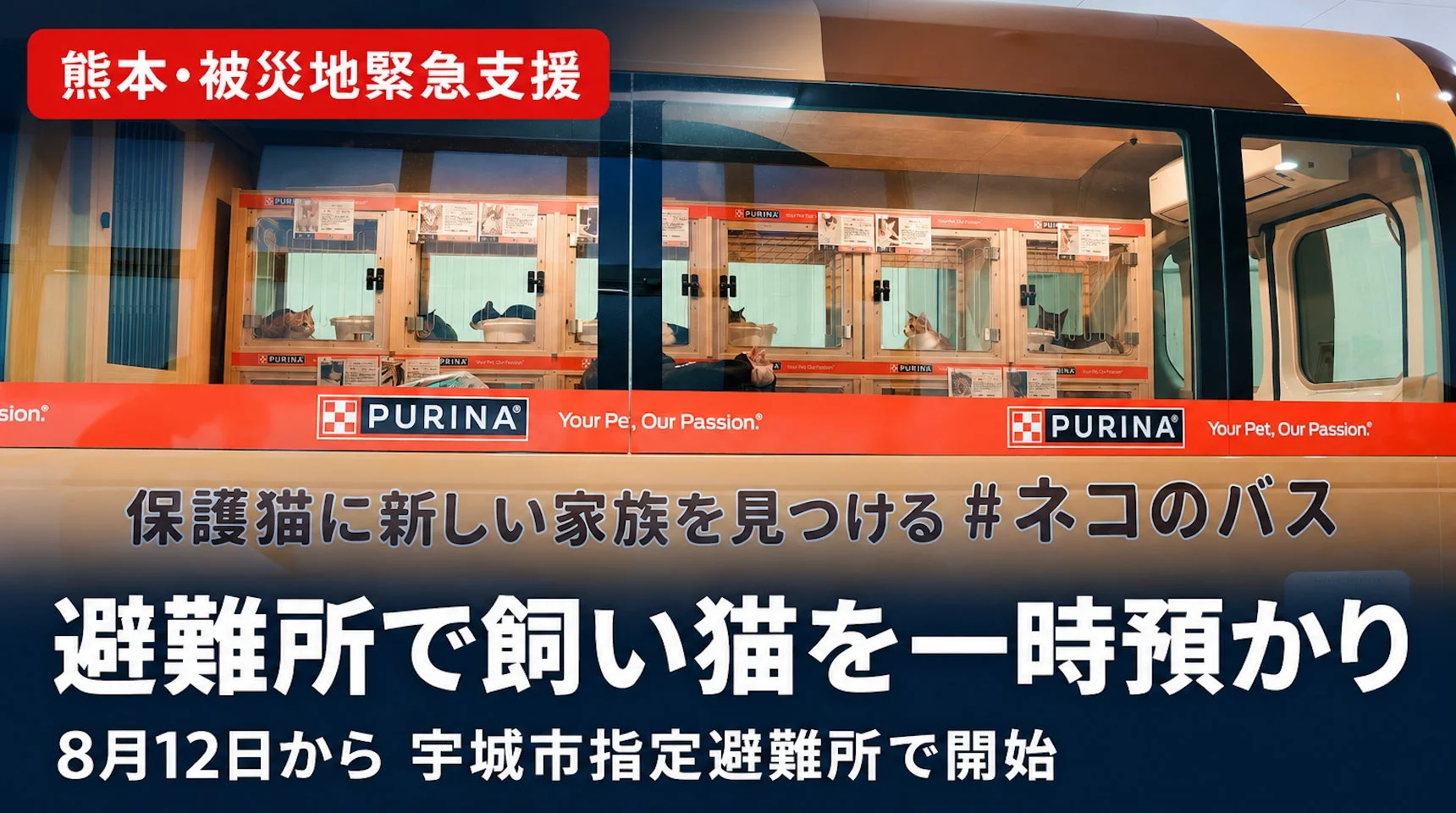 熊本・被災地緊急支援 保護猫に新しい家族を見つける #ネコのバス 避難所で飼い猫を一時預かり