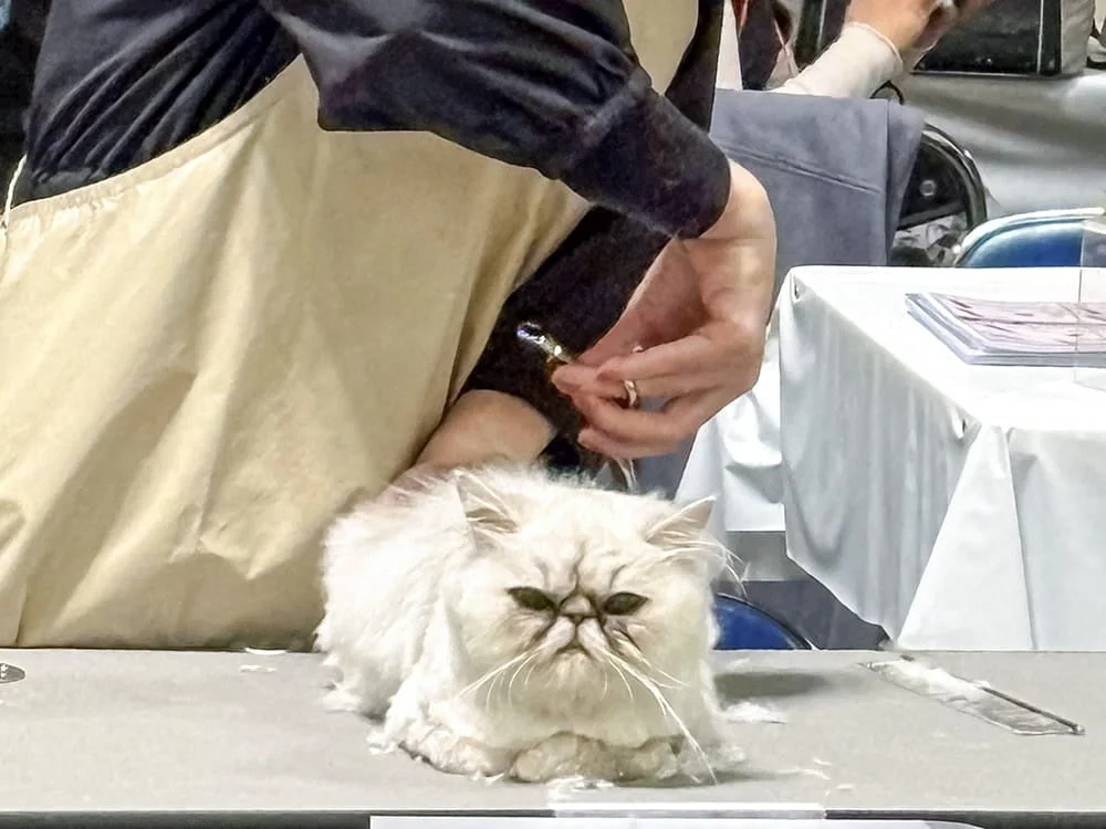 白いペルシャ猫がグルーミングされている様子