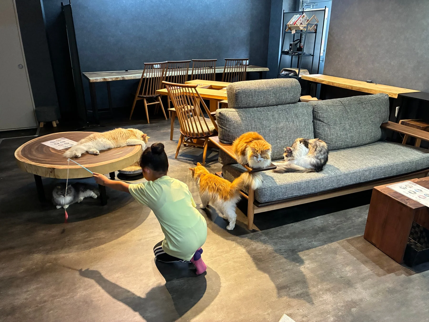 猫カフェのような空間で、少女が猫じゃらしを使って猫と遊ぶ様子
