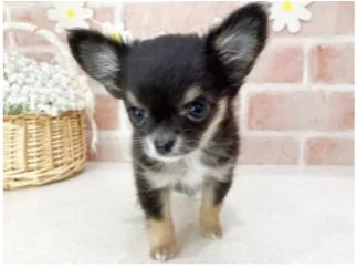 黒と茶色の毛並みを持つ小さなチワワの子犬がカメラを見つめている写真です。