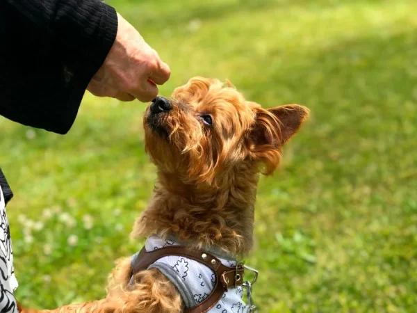 愛犬と淡路島へ冒険の旅！一緒に泊まって、一緒に食べる最高のグランピング体験