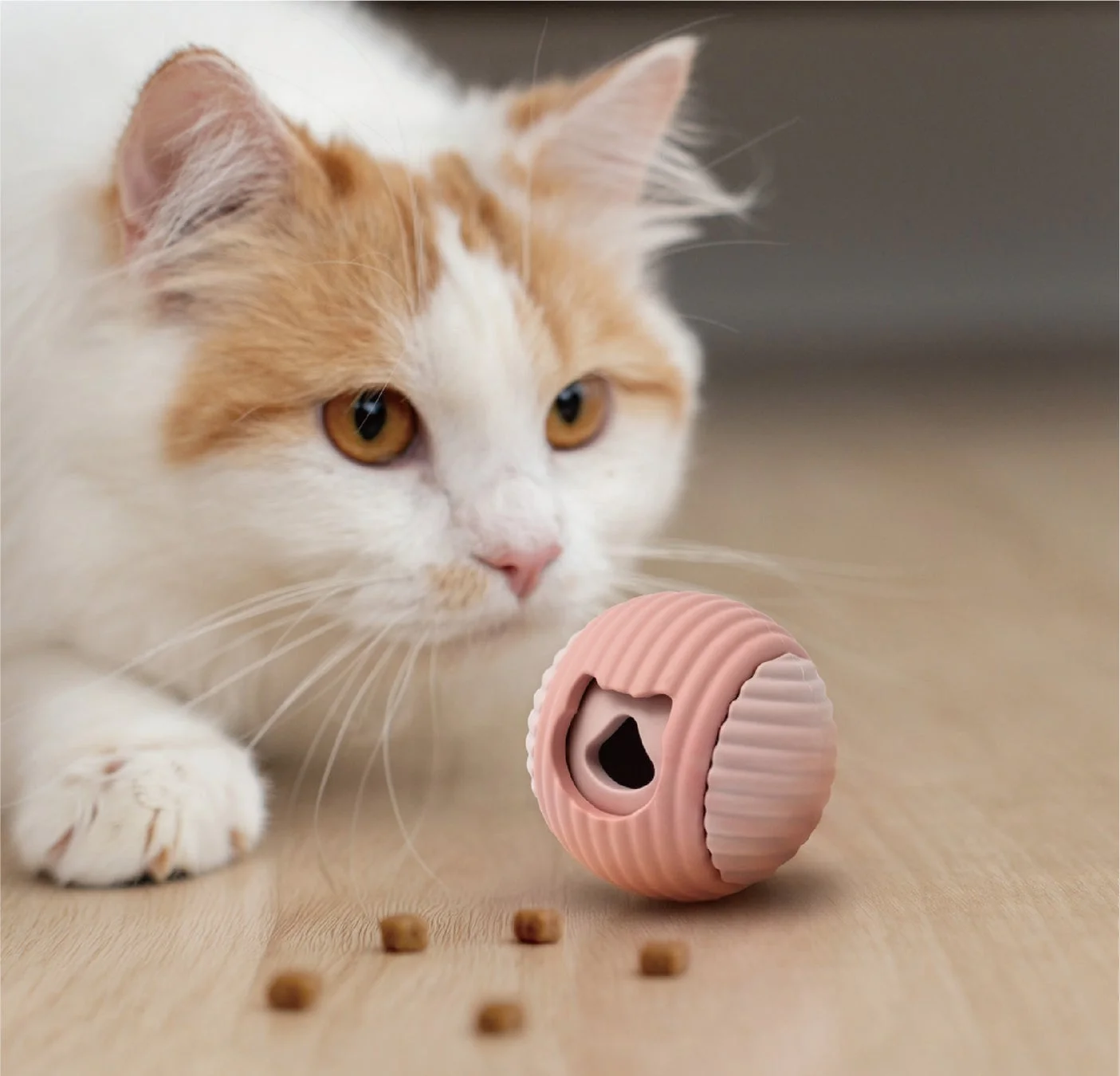 ごほうびボールと猫