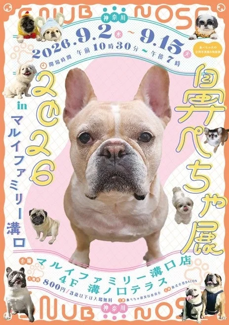 愛らしい“鼻ぺちゃ犬”が大集合！「鼻ぺちゃ展2026 in マルイファミリー溝口」で癒やされよう！