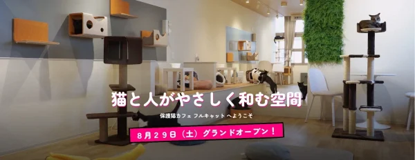 【仙台】癒しとアートが融合！保護猫カフェ「フルキャット」が8月29日グランドオープン！