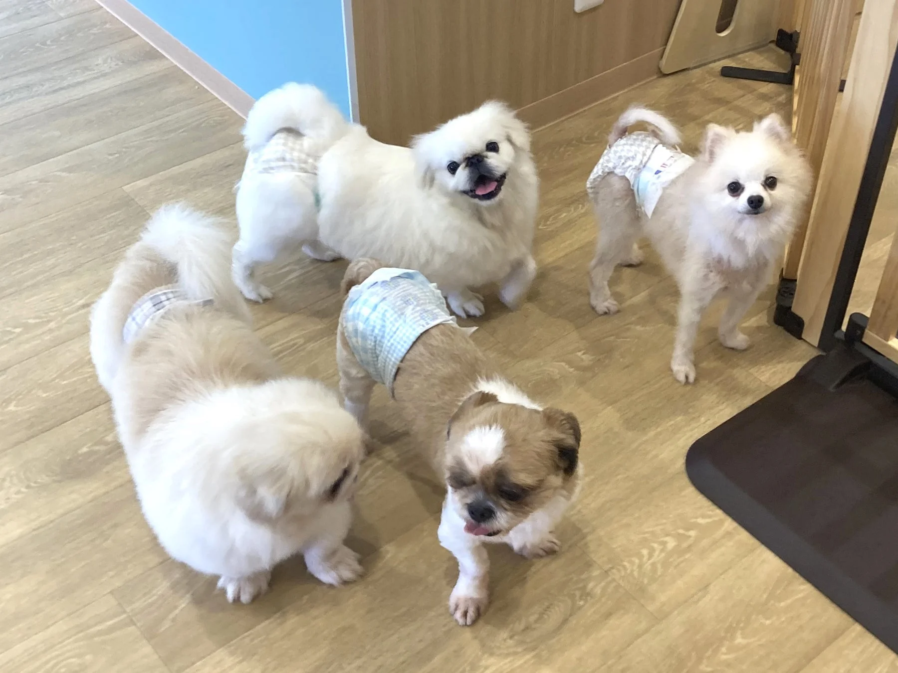 ANELLA CAFE 子犬たち