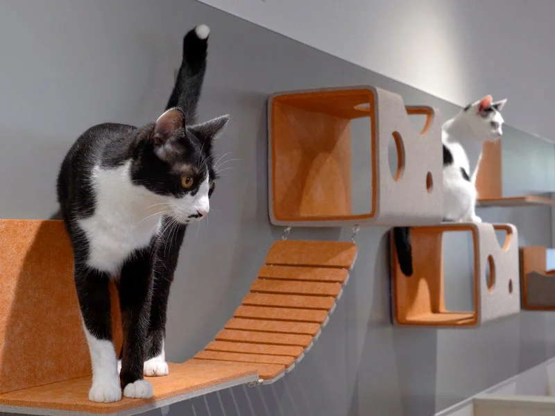 モダンな壁掛け式キャットタワーで遊ぶ猫