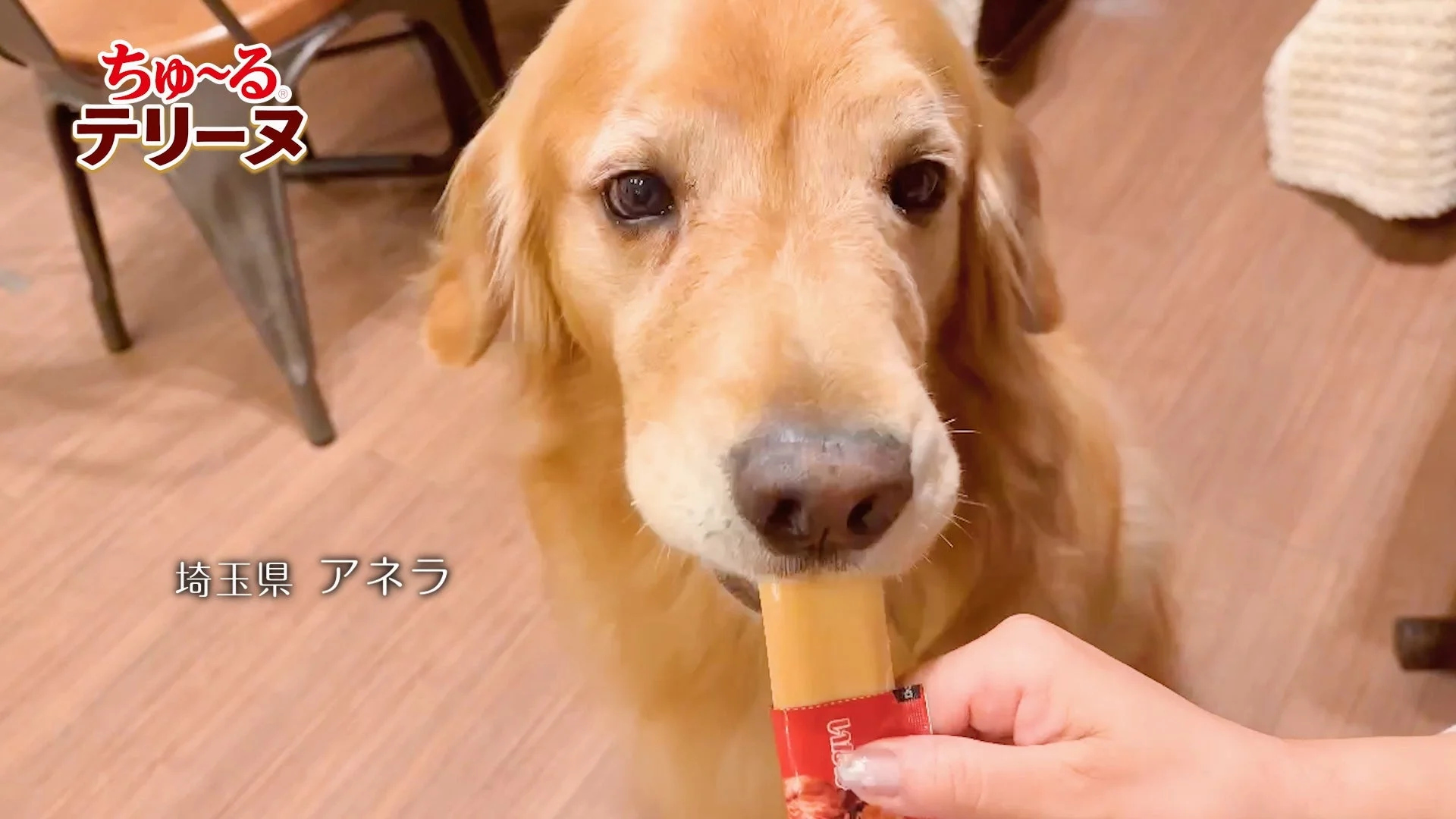ゴールデンレトリバーが「ちゅ〜るテリーヌ」を美味しそうに食べる様子
