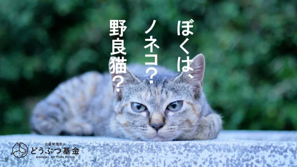 環境省の「ノネコ」掲載方針にどうぶつ基金が待った！矛盾を指摘し全除外を要望