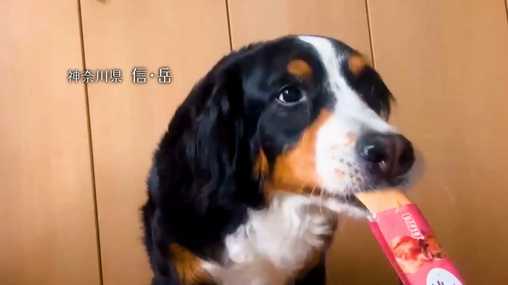 バーニーズマウンテンドッグが「ちゅ〜る」を食べる様子