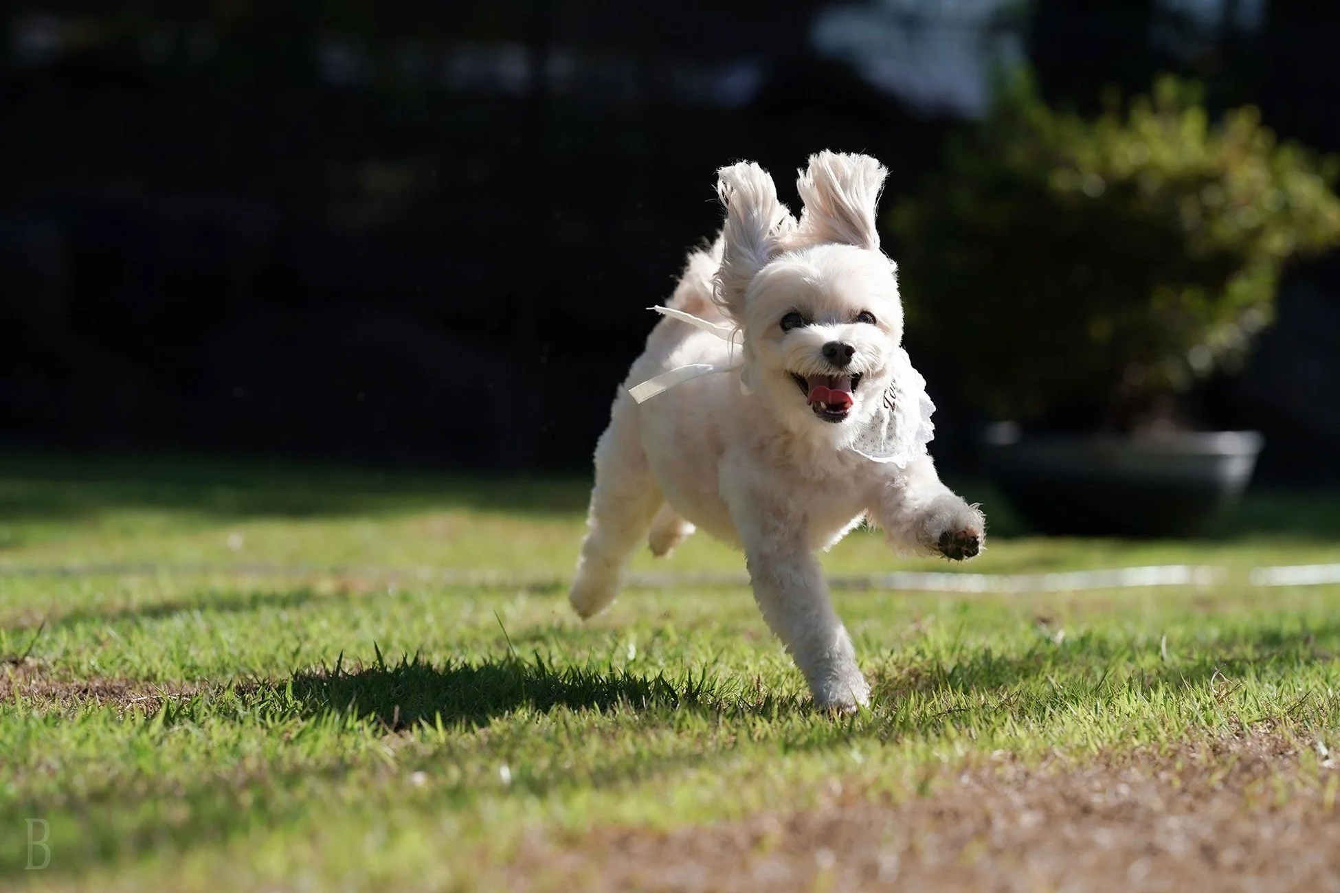 芝生を元気いっぱいに駆け回る白い犬