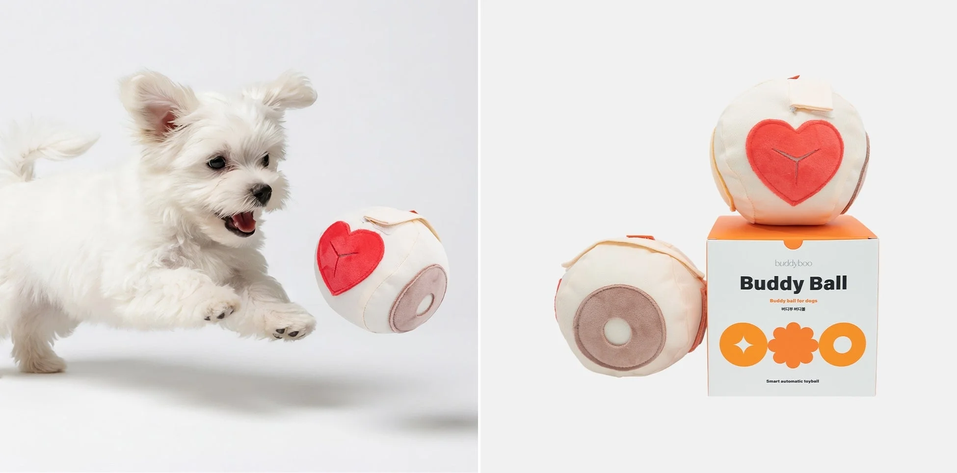 マルチーズの子犬とペット用ボール「BuddyBall」