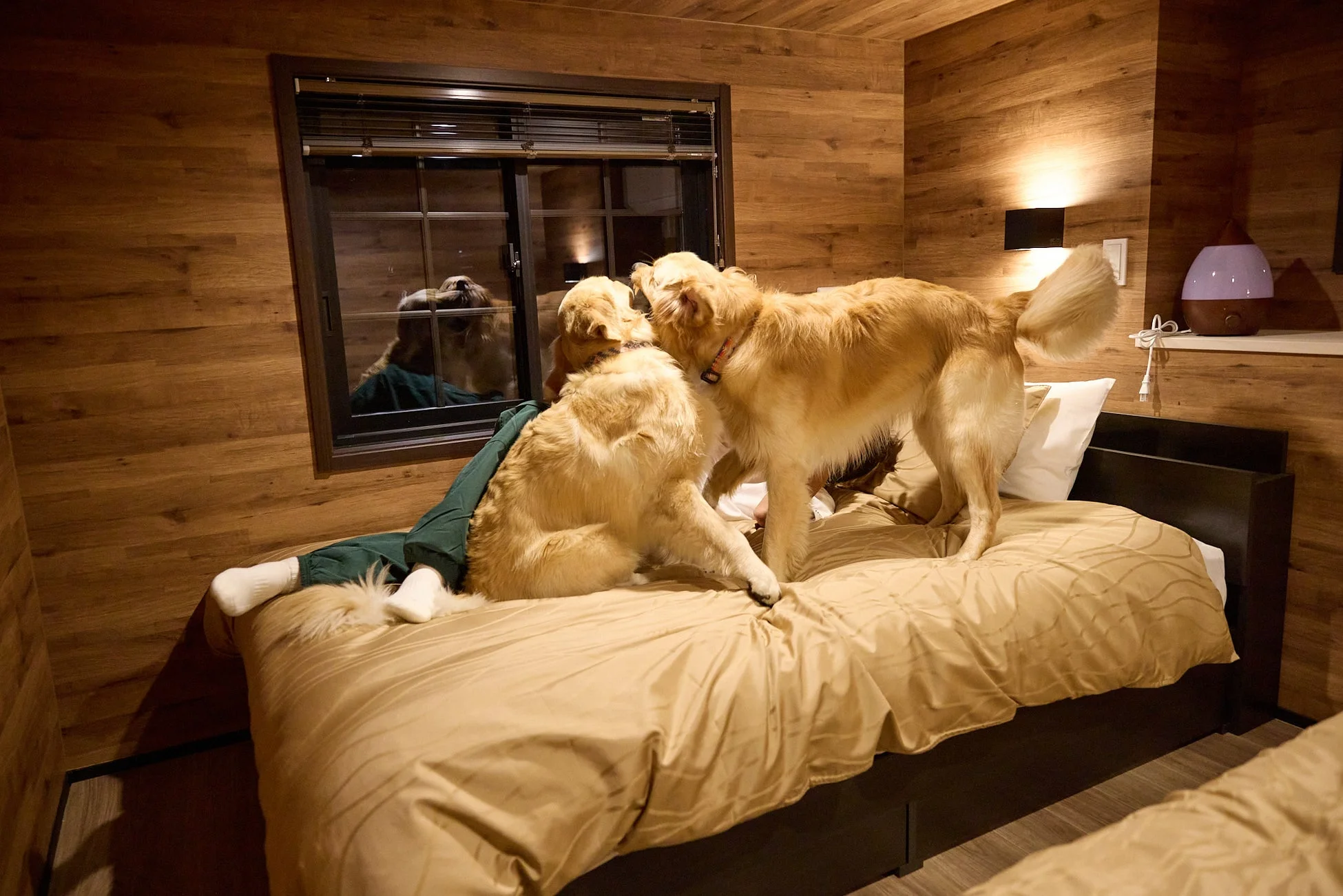 愛犬と添い寝できるベッドルーム
