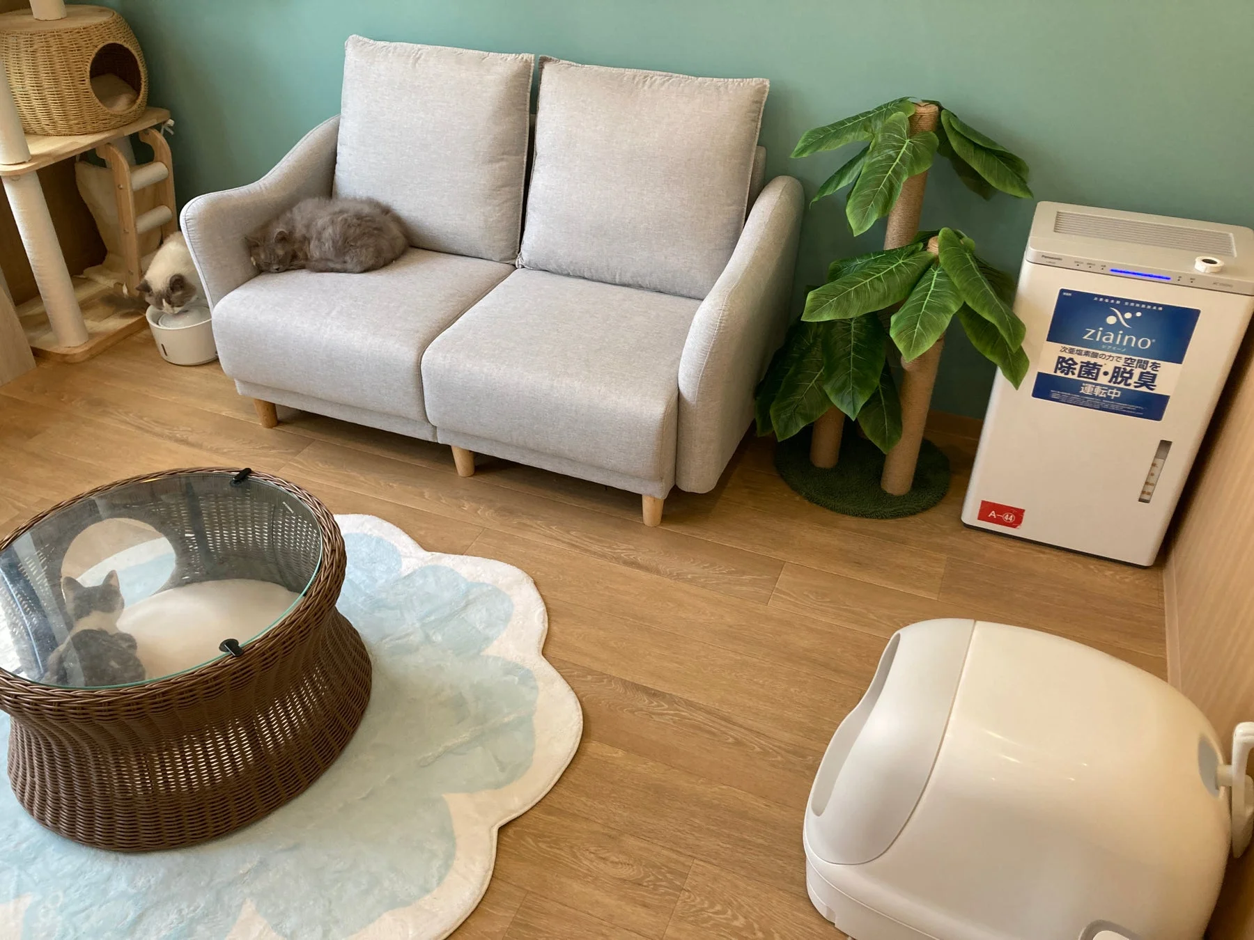ソファでくつろぐ猫たち