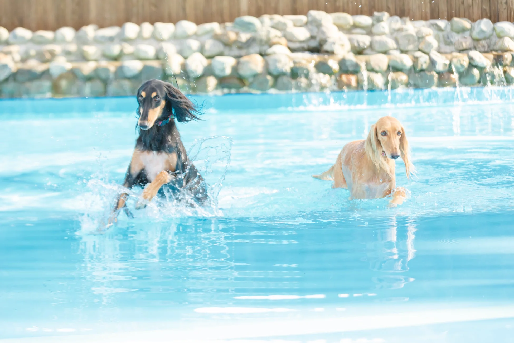 プールで遊ぶ犬
