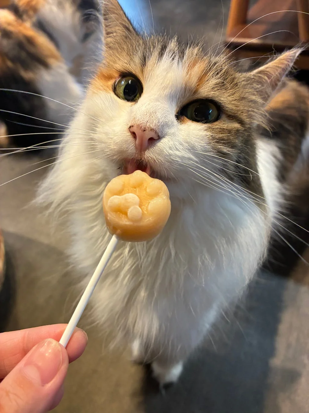 棒付きのおやつを舐める三毛猫