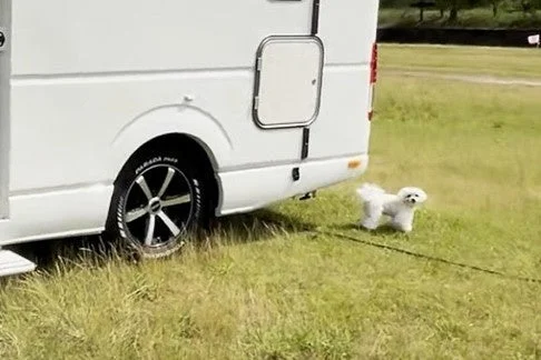 白いキャンピングカーと白い犬