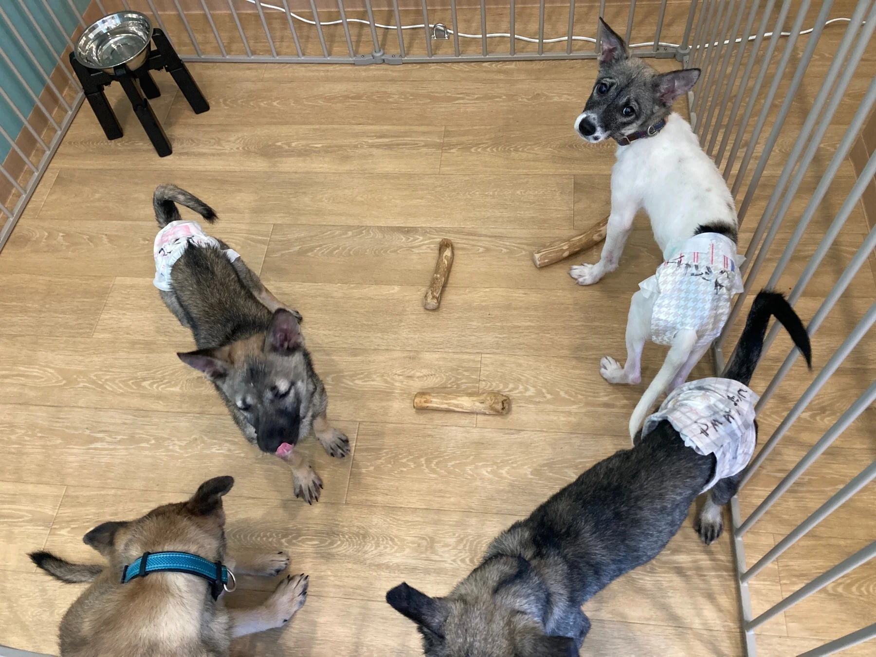 サークルの中で遊ぶ子犬たち