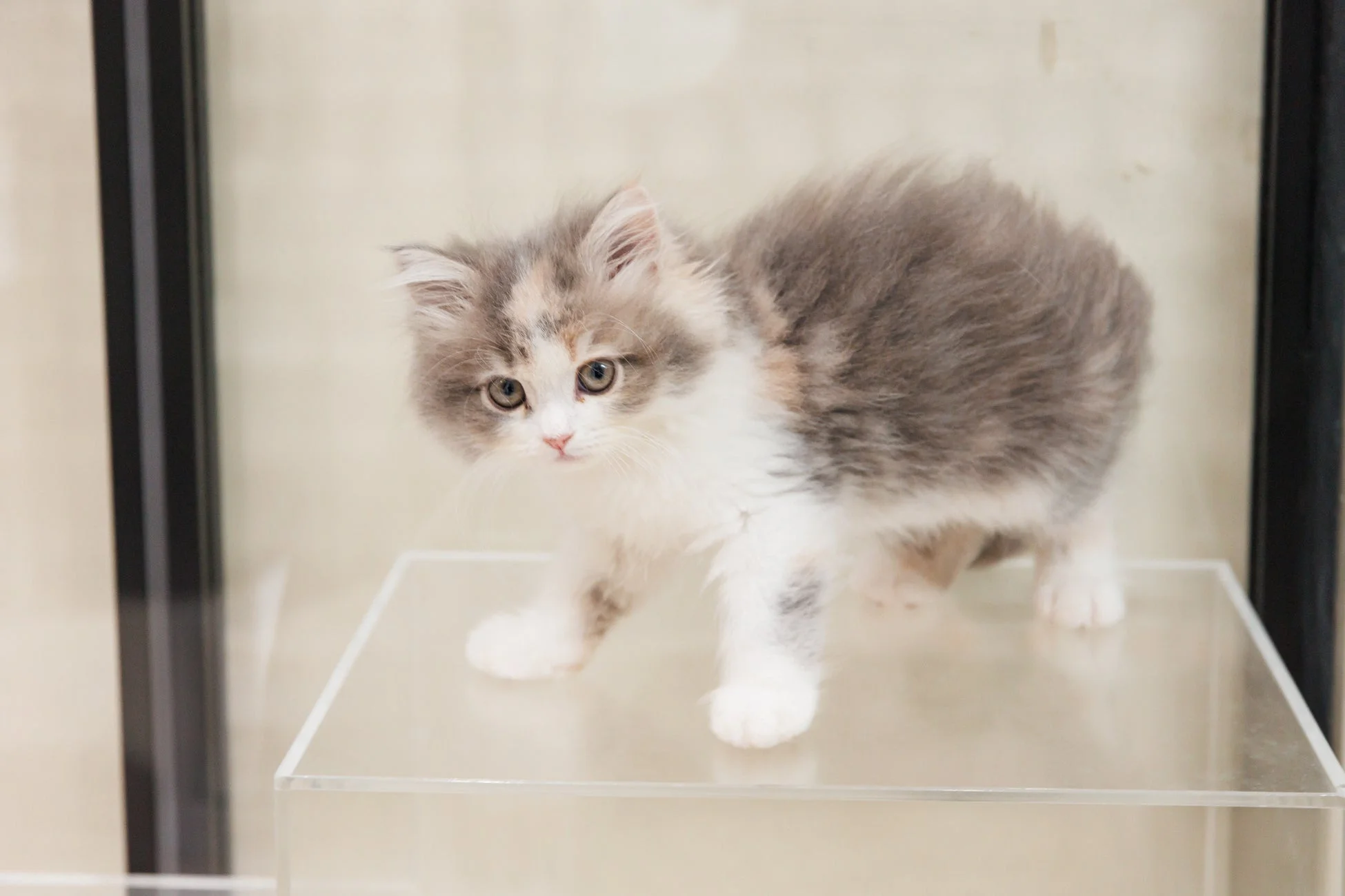 子猫