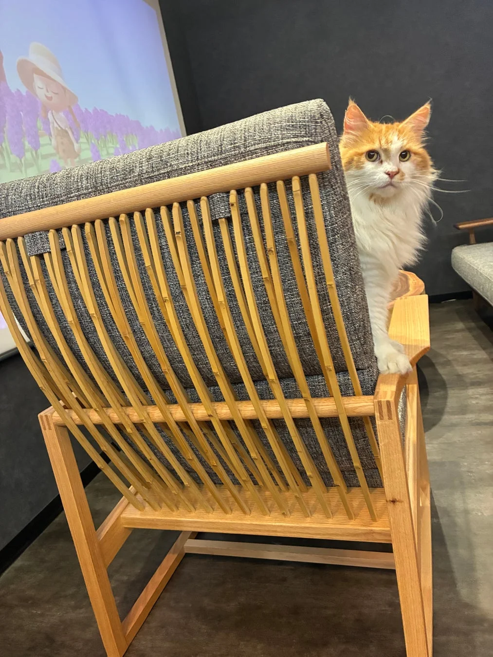 木製チェアの背もたれから顔を覗かせる猫