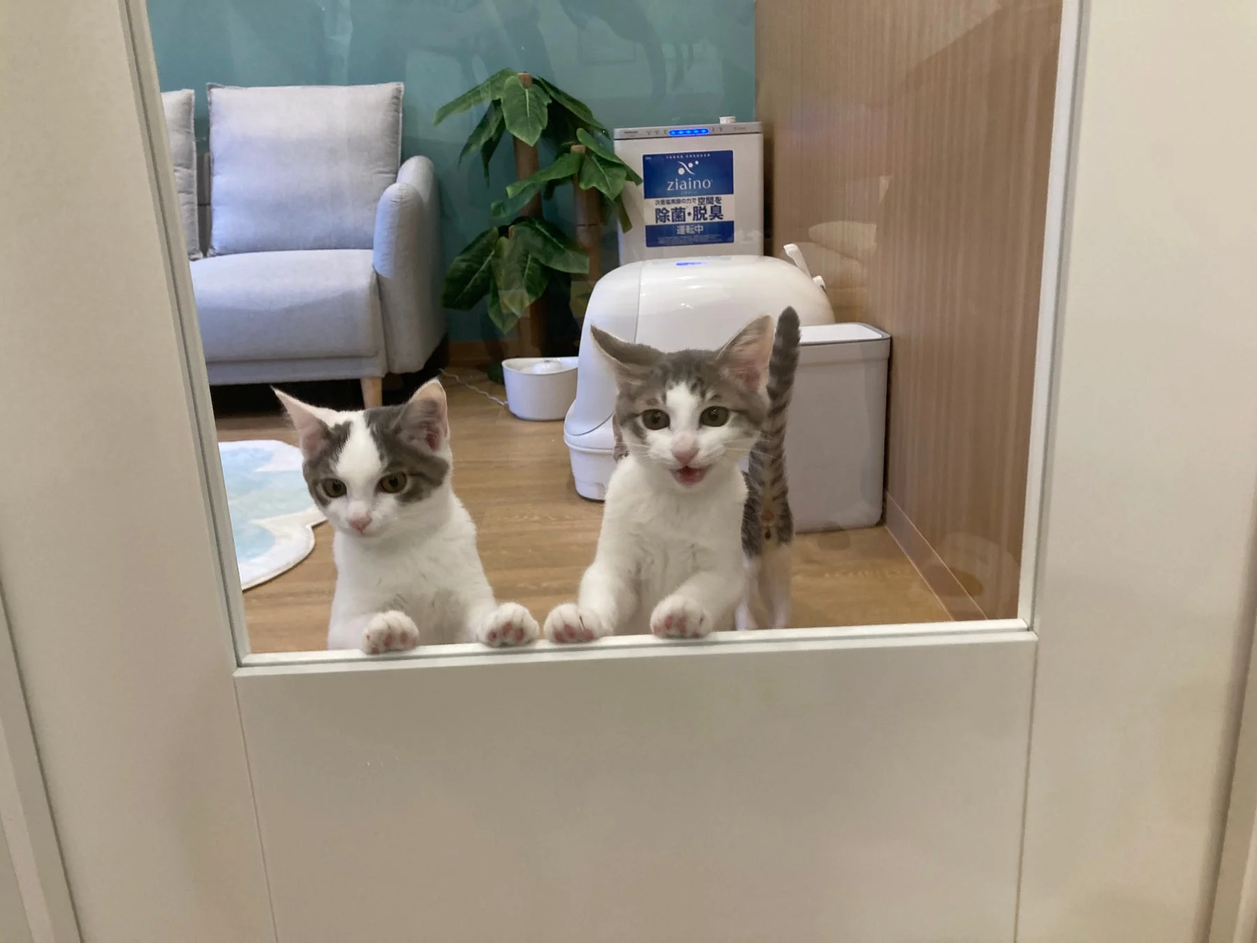 部屋の仕切りから顔を出す子猫たち