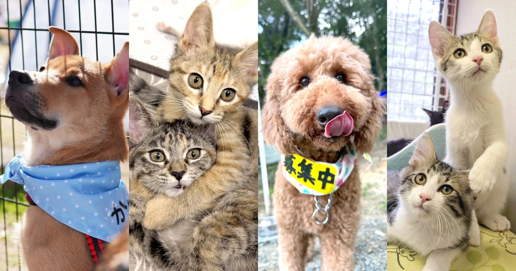 かわいい保護犬猫たち