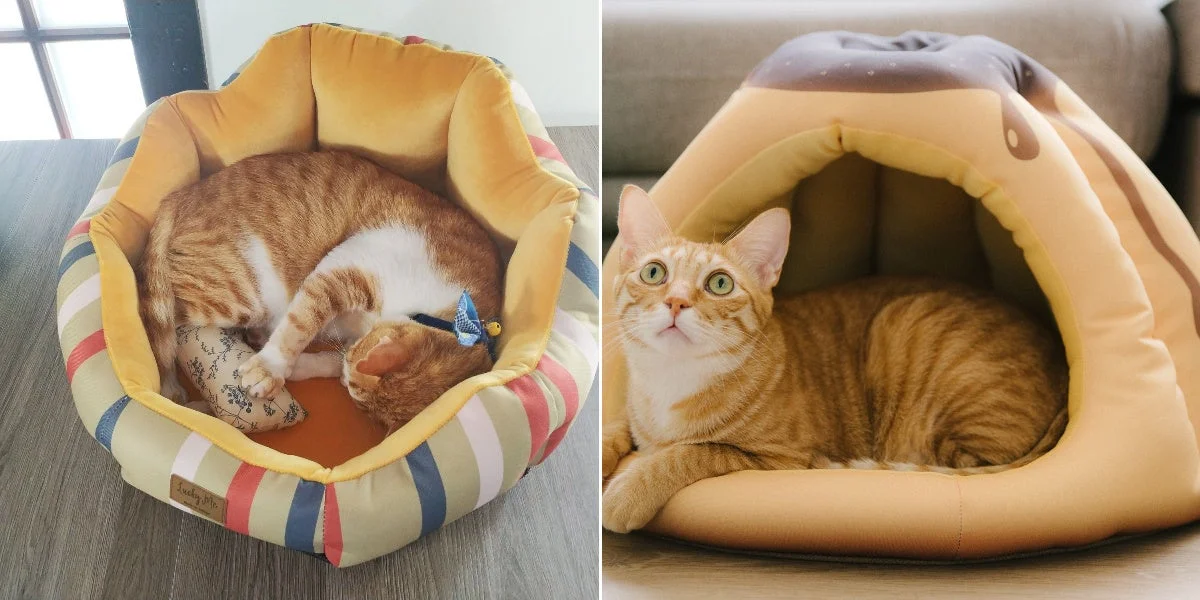 2匹の茶トラ猫がそれぞれ異なるタイプのペットベッドでくつろいでいる