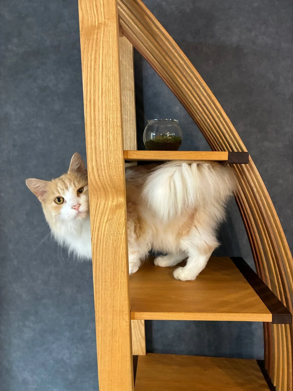 木製の棚の隙間から顔を覗かせる猫