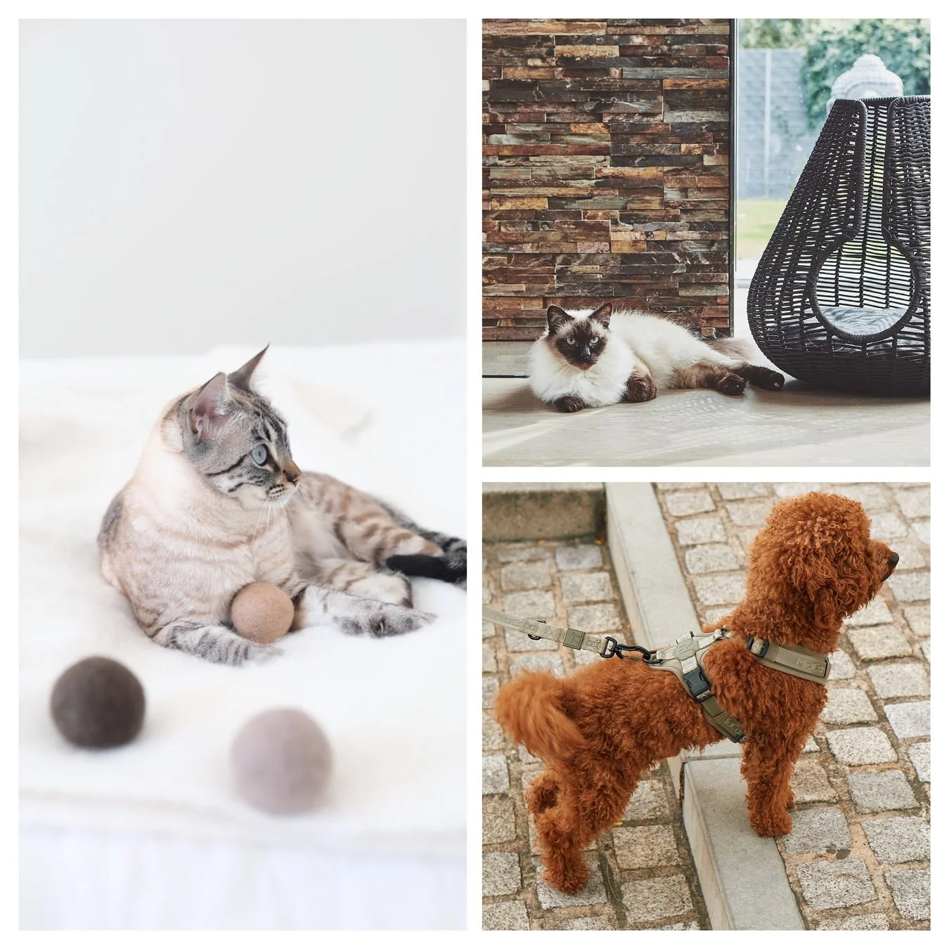 猫と犬のペット用品コラージュ