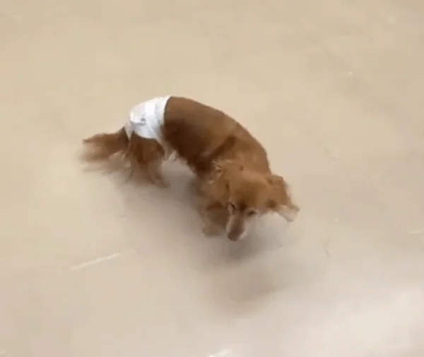 白いおむつをつけた茶色の犬が、明るい色の床の上で下を向いている姿